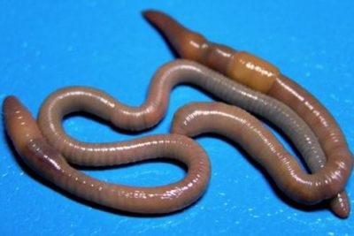 Adultul ieșire limbrici (output) Afișajul roundworm pentru adulți