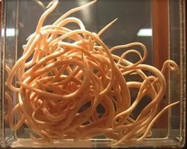 Adultul de ieșire limbrici (provoca reacții adverse) Afișajul roundworm pentru adulți
