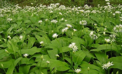 Usturoi sălbatic - plantarea și cultivarea semințelor (usturoi sălbatic) Usturoi sălbatic - plantarea și cultivarea semințelor