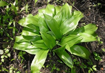 Usturoi sălbatic - plantarea și cultivarea semințelor (semințe) Usturoi sălbatic - plantarea și cultivarea semințelor