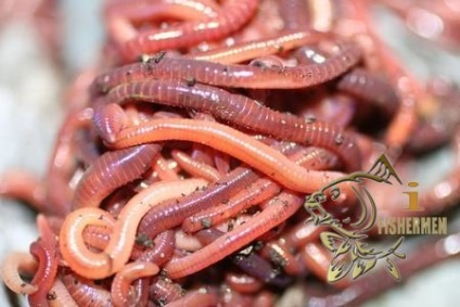 viermi de pescuit (viermi) Worms pentru pescuit