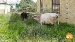Ce fel de pasăre este gâscă (bună dimineața) Ce fel de pasăre este gâștei