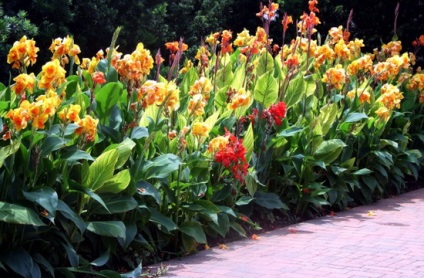 Flori Cannes fotografie soiuri și specii Cannes, frunzele și tuberculii de plante Eland (flori) fotografie soiuri și specii Cannes Flori Cannes, frunzele și tuberculii de plante Eland