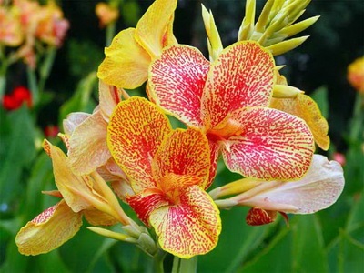 fotografie soiuri de flori Cannes și specii, frunzele și tuberculii de plante Canna (Canna) fotografie soiuri și specii Cannes Flori Cannes, frunzele și tuberculii de plante Eland