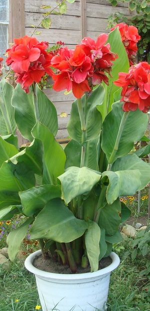fotografie soiuri de flori Cannes și specii, frunzele și tuberculii de plante Canna (Canna) fotografie soiuri și specii Cannes Flori Cannes, frunzele și tuberculii de plante Eland