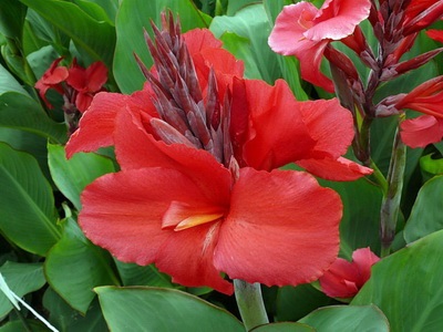 fotografie soiuri de flori Cannes și specii, frunzele și tuberculii de plante Canna (Canna) fotografie soiuri și specii Cannes Flori Cannes, frunzele și tuberculii de plante Eland