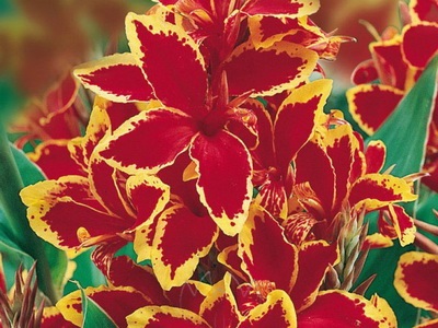 fotografie soiuri de flori Cannes și specii, frunzele și tuberculii de plante Canna (Canna) fotografie soiuri și specii Cannes Flori Cannes, frunzele și tuberculii de plante Eland