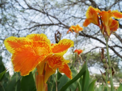fotografie soiuri de flori Cannes și specii, frunzele și tuberculii de plante Canna (Canna) fotografie soiuri și specii Cannes Flori Cannes, frunzele și tuberculii de plante Eland