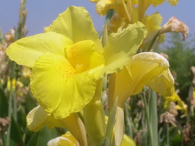 fotografie soiuri de flori Cannes și specii, frunzele și tuberculii plantelor Eland (foto) fotografie soiuri și specii Cannes Flori Cannes, frunzele și tuberculii de plante Eland