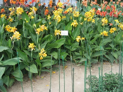 fotografie soiuri de flori Cannes și specii, frunzele și tuberculii de plante Canna (Canna) fotografie soiuri și specii Cannes Flori Cannes, frunzele și tuberculii de plante Eland