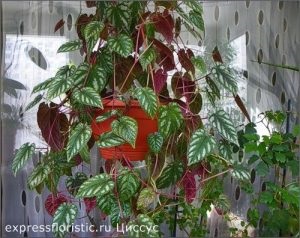 Flori, care ar trebui să fie în fiecare casă (ar trebui) Flori, care ar trebui să fie în fiecare casă