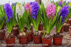 Flori, care ar trebui să fie în fiecare casă (ar trebui) Flori, care ar trebui să fie în fiecare casă