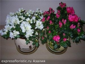 Flori, care ar trebui să fie în fiecare acasă (acasă) Flori, care ar trebui să fie în fiecare casă
