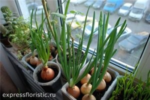 Flori, care ar trebui să fie în fiecare casă (acest lucru) Flori, care ar trebui să fie în fiecare casă