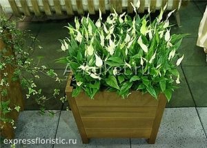 Flori, care ar trebui să fie în fiecare casă (acest lucru) Flori, care ar trebui să fie în fiecare casă
