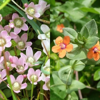 Anagalis fotografie flori, cultivarea semințelor (cultivare) Anagalis fotografie flori, în creștere din semințe