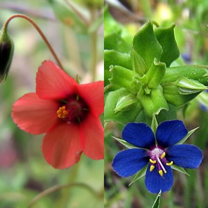 anagalis Flower Photo, în creștere din semințe (anagalis) Anagalis fotografie flori, în creștere din semințe
