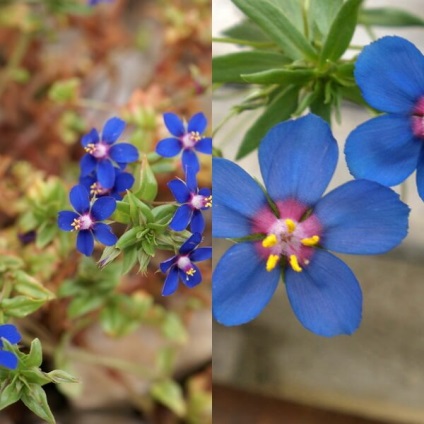 anagalis Flower Photo, în creștere din semințe (anagalis) Anagalis fotografie flori, în creștere din semințe