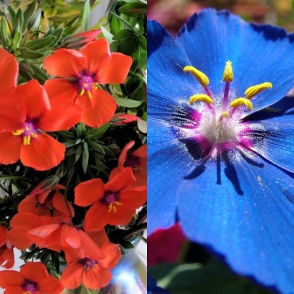 Anagalis fotografie flori, cultivarea de semințe (flori) Anagalis fotografie flori, în creștere din semințe