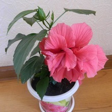Hibiscus (China a crescut) foto, video de îngrijire la domiciliu, plante de reproducere (hibiscus) Hibiscus (China a crescut) foto, video de îngrijire la domiciliu, plante de reproducere
