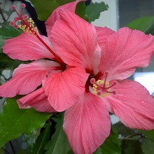 Hibiscus (China a crescut) foto, video de îngrijire la domiciliu, reproducere de plante (flori) Hibiscus (China a crescut) foto, video de îngrijire la domiciliu, plante de reproducere