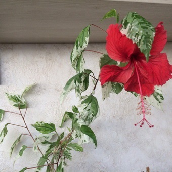 Hibiscus (China a crescut) foto, video de îngrijire la domiciliu, plante de reproducere (hibiscus) Hibiscus (China a crescut) foto, video de îngrijire la domiciliu, plante de reproducere