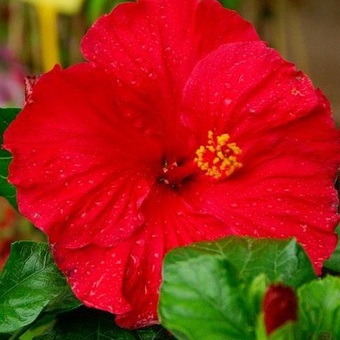 Hibiscus (China a crescut) foto, video de îngrijire la domiciliu, plante de reproducere (foto) Hibiscus (China a crescut) foto, video de îngrijire la domiciliu, plante de reproducere