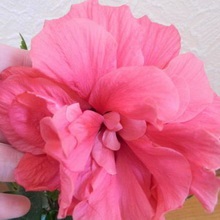Hibiscus (China a crescut) foto, video de îngrijire la domiciliu, plante de reproducere (Rose) Hibiscus (China a crescut) foto, video de îngrijire la domiciliu, plante de reproducere