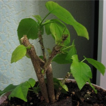 Hibiscus (China a crescut) foto, video de îngrijire la domiciliu, plante de reproducere (chineză) Hibiscus (China a crescut) foto, video de îngrijire la domiciliu, plante de reproducere