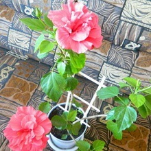 Hibiscus (China a crescut) foto, video de îngrijire la domiciliu, reproducere de plante (flori) Hibiscus (China a crescut) foto, video de îngrijire la domiciliu, plante de reproducere