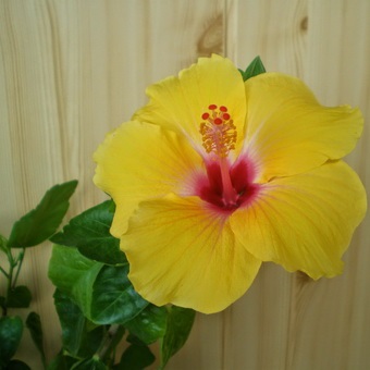 Hibiscus (China a crescut) foto, video de îngrijire la domiciliu, plante de reproducere (hibiscus) Hibiscus (China a crescut) foto, video de îngrijire la domiciliu, plante de reproducere
