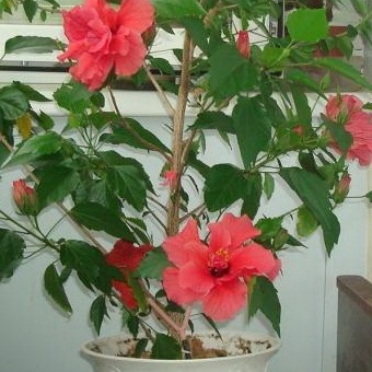 Hibiscus (China a crescut) foto, video de îngrijire la domiciliu, plante de reproducere (chineză) Hibiscus (China a crescut) foto, video de îngrijire la domiciliu, plante de reproducere