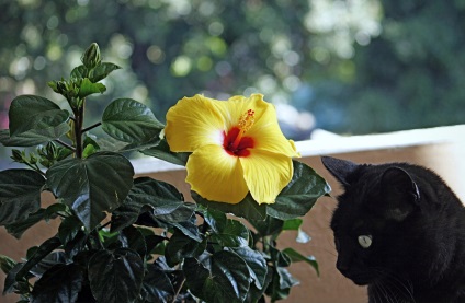 Hibiscus (China a crescut) foto, video de îngrijire la domiciliu, plante de reproducere (foto) Hibiscus (China a crescut) foto, video de îngrijire la domiciliu, plante de reproducere