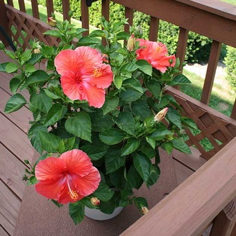 Hibiscus (China a crescut) foto, video de îngrijire la domiciliu, plante de reproducere (Rose) Hibiscus (China a crescut) foto, video de îngrijire la domiciliu, plante de reproducere