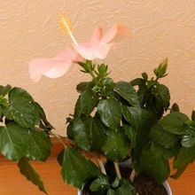 Hibiscus (China a crescut) foto, video de îngrijire la domiciliu, plante de reproducere (hibiscus) Hibiscus (China a crescut) foto, video de îngrijire la domiciliu, plante de reproducere