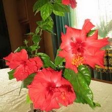 Hibiscus (China a crescut) foto, video de îngrijire la domiciliu, plante de reproducere (foto) Hibiscus (China a crescut) foto, video de îngrijire la domiciliu, plante de reproducere