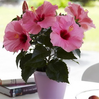 Hibiscus (China a crescut) foto, video de îngrijire la domiciliu, plante de reproducere (foto) Hibiscus (China a crescut) foto, video de îngrijire la domiciliu, plante de reproducere