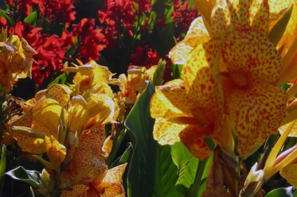 floare de Canna - plantare și îngrijire în câmp deschis, în creștere în grădină Cannas, grădinărit mondială (pentru îngrijirea kannoy) floare de Canna - plantare și îngrijire în câmp deschis, în creștere în grădină Cannas, grădinărit mondială