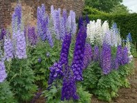 ani Delphinium (ani Delphinium) Delphinium lung
