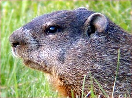 Groundhog Day, zi Groundhog (Groundhog) Groundhog Day, Ziua Cârtiței