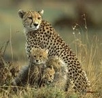 pisici sălbatice (Cheetah) pisici sălbatice