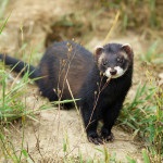Dihorul Wild în fotografie natură, obiceiuri, video (Nature) Dihorul Wild în natură fotografie, obiceiurile, video
