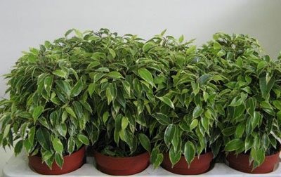 Acasă Ficus otrăvitoare sau nu pentru persoana (Ficus benjamina elastica) Acasă Ficus otrăvitoare sau nu pentru om