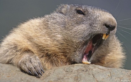 Acasă Marmot - animale de companie (Groundhog) Acasă Marmot - animale de companie