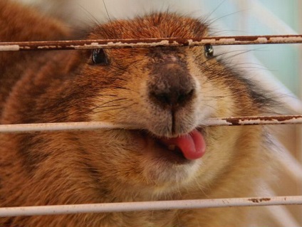 Acasă Marmot - animale de companie (animale) Acasă Marmot - animale de companie