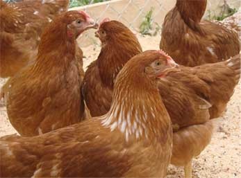 Acasă păsări de curte de afaceri fermă din ouă (fermă de păsări) Acasă păsări de afaceri agricole pe ouă