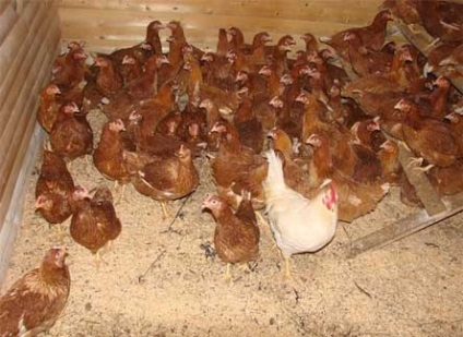 Acasă păsări de curte de afaceri fermă din ouă (pui de casă de afaceri agricole) Acasă păsări de afaceri agricole pe ouă