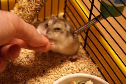 Casa de hamster de a alege și de a dota o cușcă pentru hamster (echiparea) Casa de hamster cum să selecteze și să aranjeze cușcă pentru un hamster