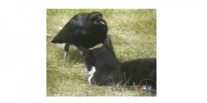 Prietenia dintre animale diferite (diferite) Prietenia dintre animale diferite