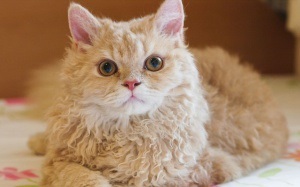 Hrana pentru animale de companie, sau ce să se hrănească pisica albastru rus (hrana pentru pisici albastru Rusă) Hrana pentru animale de companie, sau ce să se hrănească pisica albastru Rusă